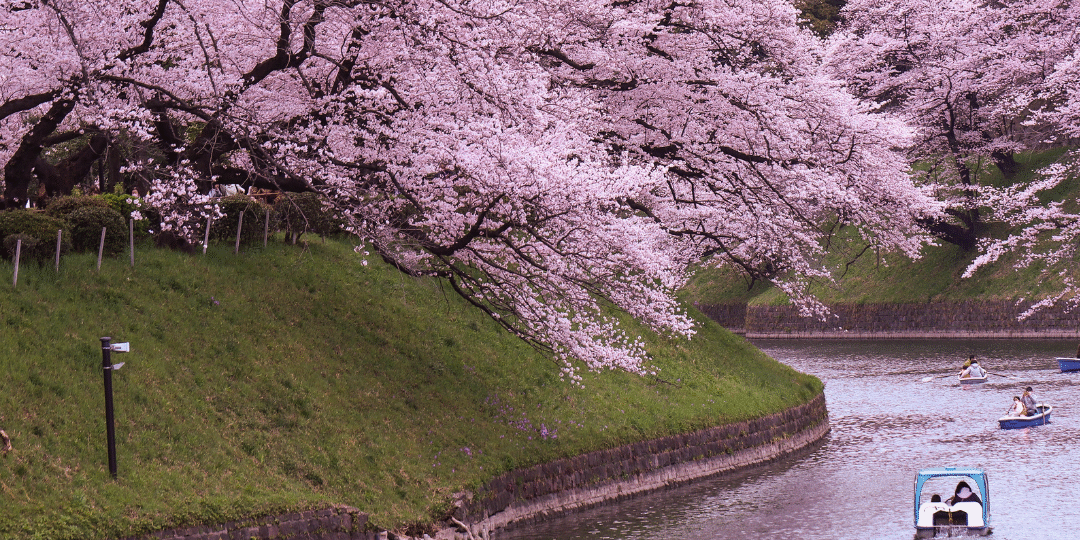 Japan-Cherry-Blossom-Forecast-for-Tourists-1