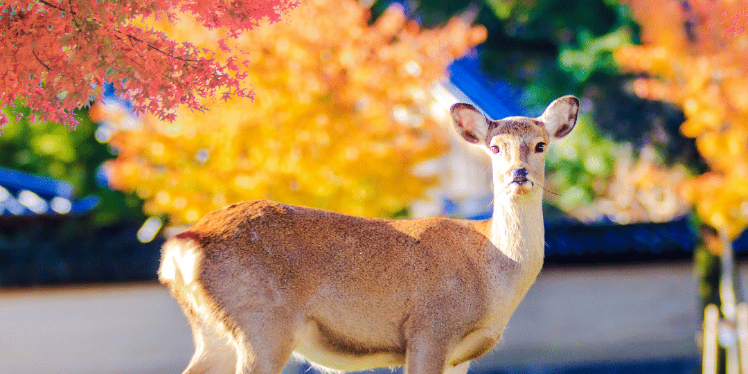 Emily C., USA Emily C., USA