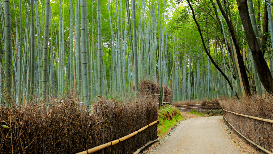 Top-Japan-Travel-Trips-4 