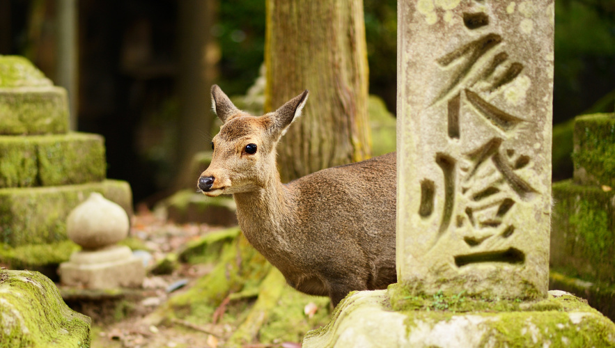 the-best-japan-travel-places-nara