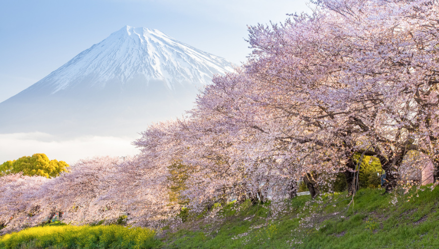 what-to-wear-in-tokyo-in-april-1