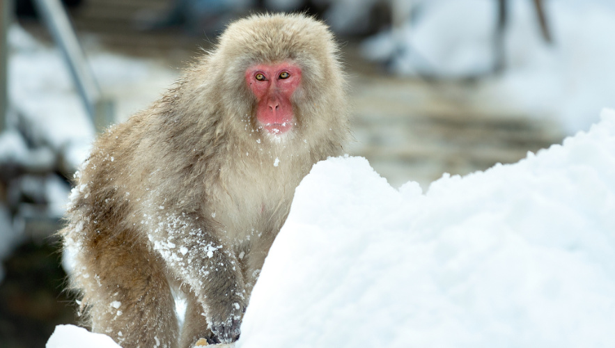 how-to-see-snow-in-japan-from-the-united-states-2