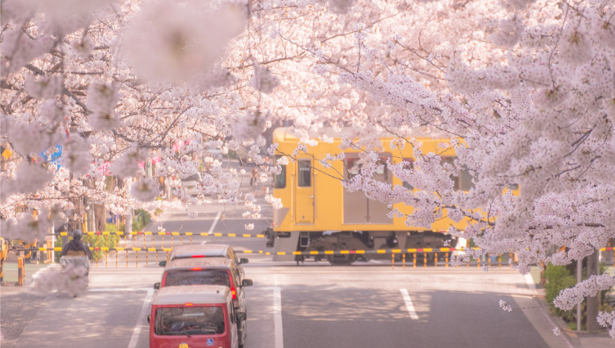 Japan-Cherry-Blossom-Forecast-for-Tourists-6