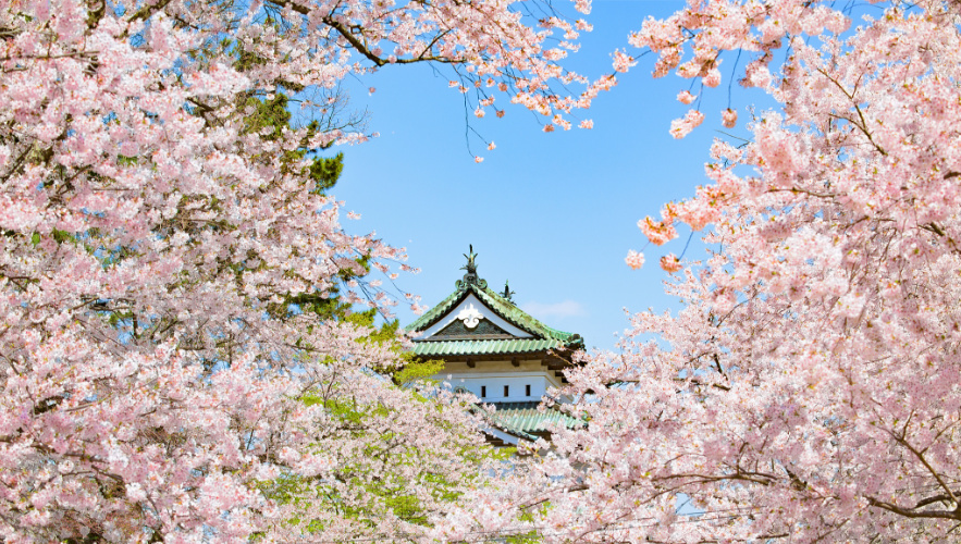 Japan-Cherry-Blossom-Forecast-for-Tourists-7