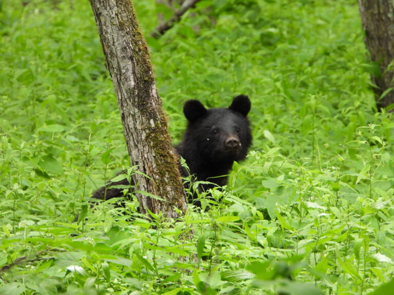 Reasons behind rising Japan bear sightings
