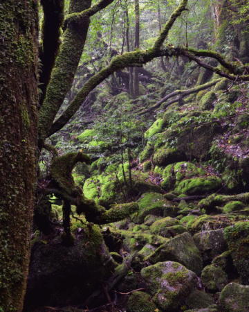 Yakushima Ancient Cedar Trekking