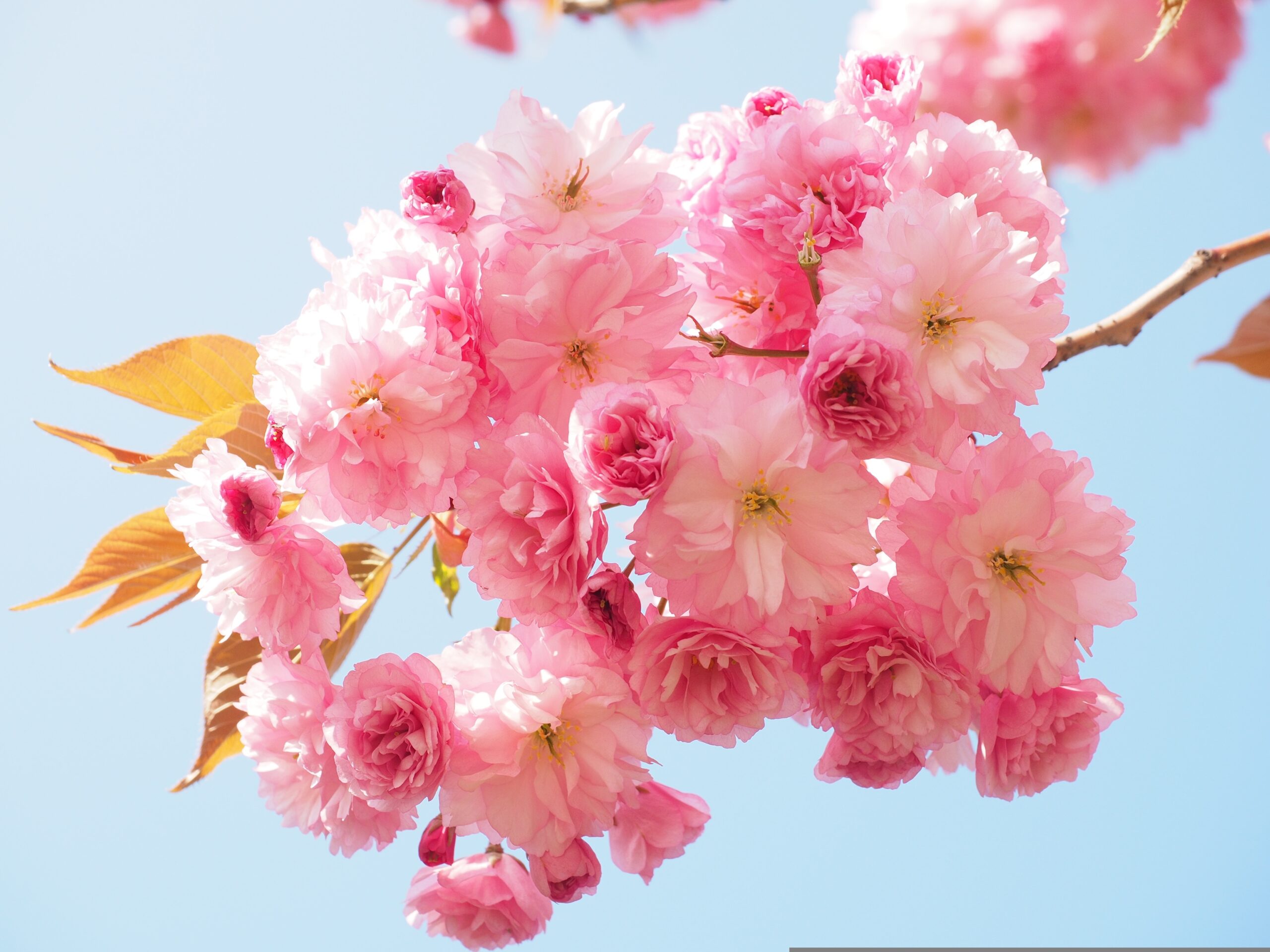How to Plan a Cherry Blossom Trip to Japan for Seniors (Comfortable & Slow-Paced Travel)