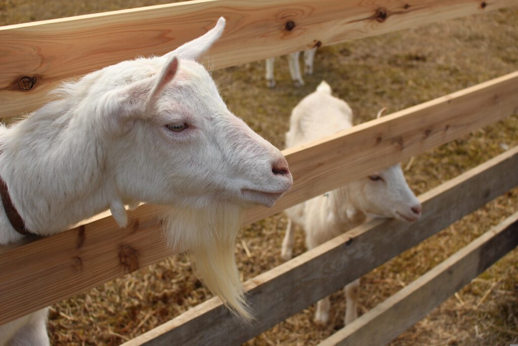 Mie Prefecture as a Whole: Where Sea, Mountains, and Belief Intersect