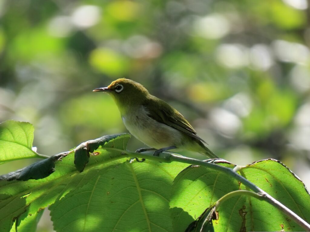 Walking with Pilgrims: Life Along the Kumano Kodo Walking with Pilgrims: Life Along the Kumano Kodo