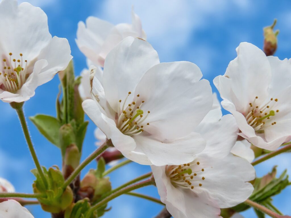 Top 10 Things to Do in Tokushima Prefecture: A Complete Guide to Culture, Nature, and Local Experiences