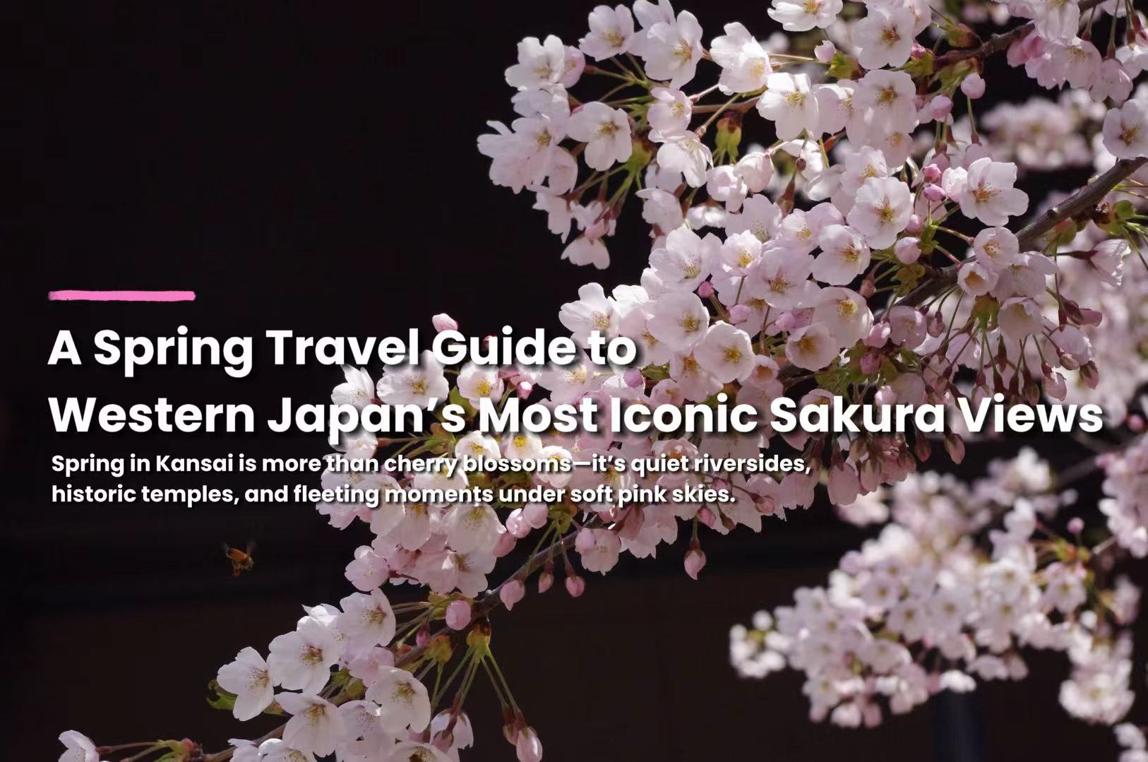Where Spring Turns Pink: 10 Cherry Blossom Destinations in Kansai