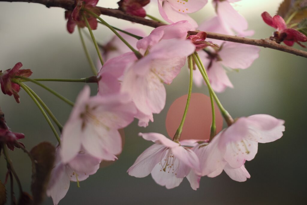 Where Spring Turns Pink: 10 Cherry Blossom Destinations in Kansai