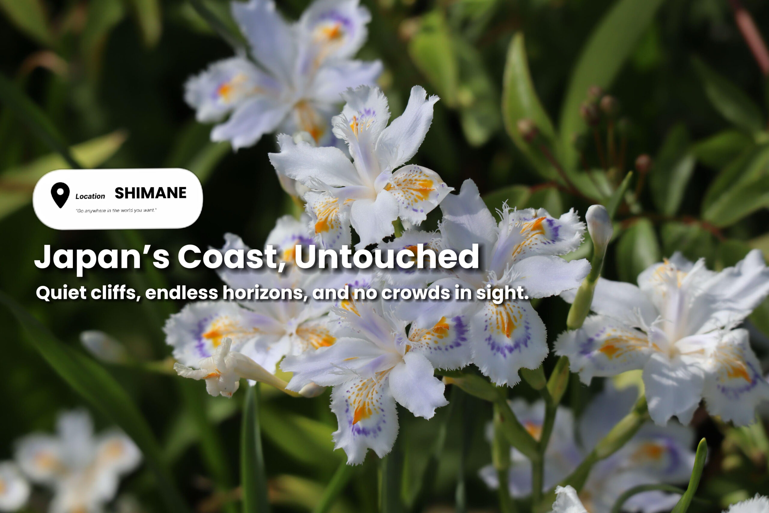 Exploring Shimane’s Hidden Coastlines and Quiet Landscapes