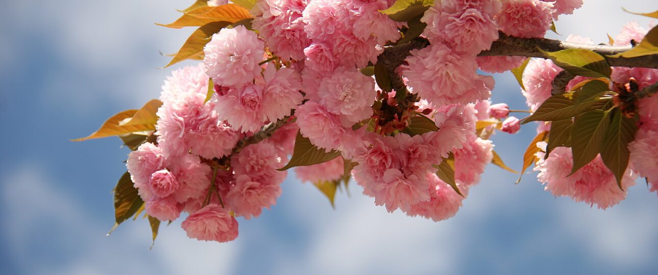 Sanuki Udon Culture: Why Kagawa Prefecture Is Japan’s Noodle Capital