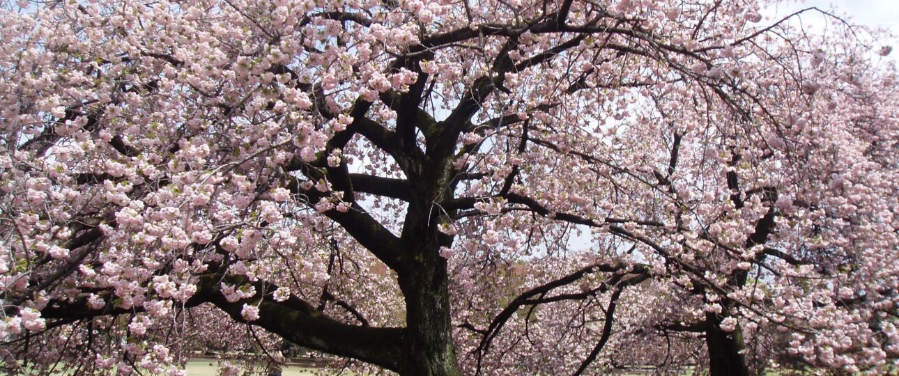 Japan Travel Budget for 2 Weeks (14 Days Cost Guide 2026)