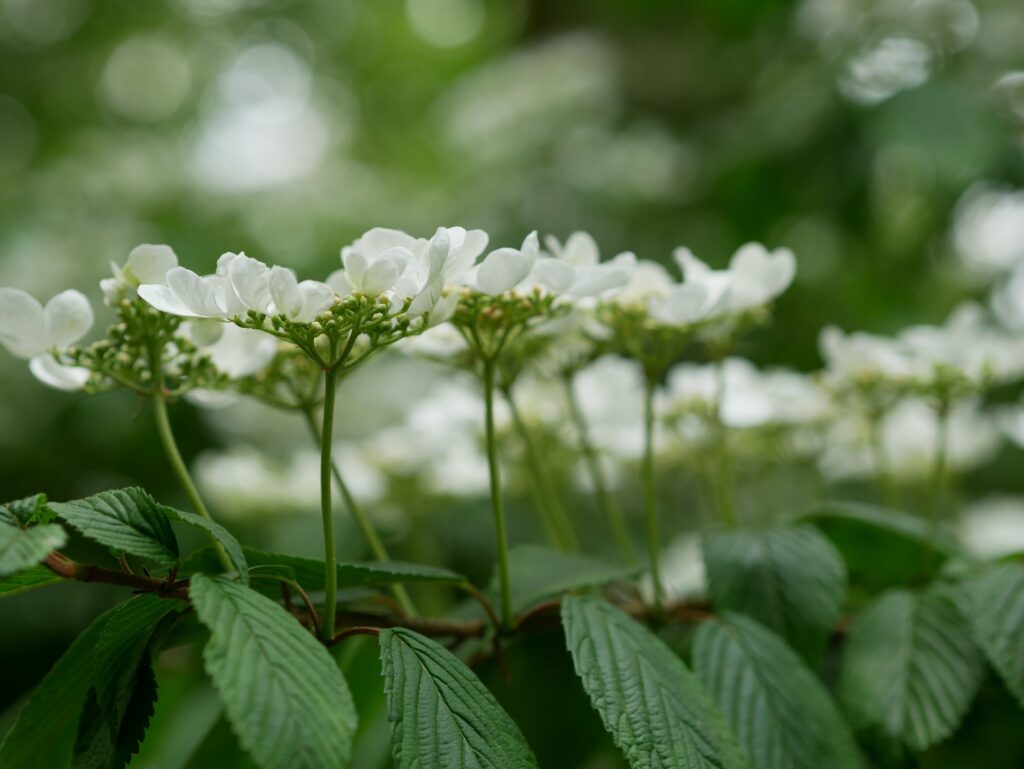 Where the Pacific Breathes: Discovering Kochi’s Untamed Coast Where the Pacific Breathes: Discovering Kochi’s Untamed Coast