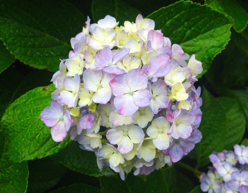 10 Best Things to Do in Yamaguchi: Japan’s Hidden Western Gem