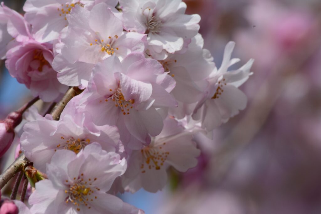 The Spirit of Sakamoto Ryoma: Kochi and the Making of Modern Japan The Spirit of Sakamoto Ryoma: Kochi and the Making of Modern Japan