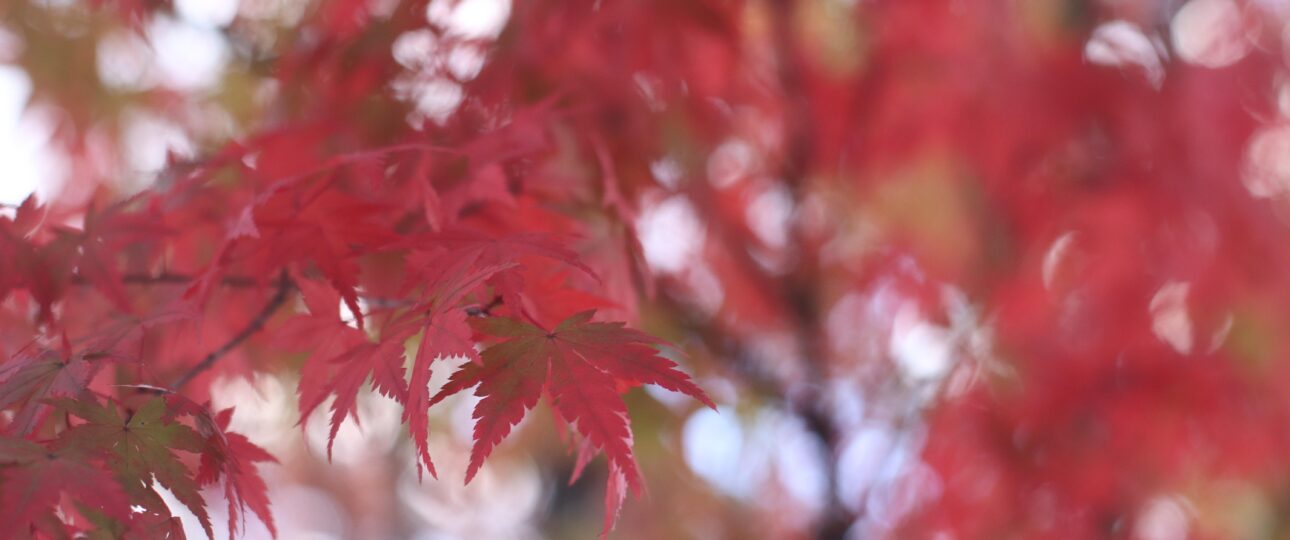 Where the Pacific Breathes: Discovering Kochi’s Untamed Coast