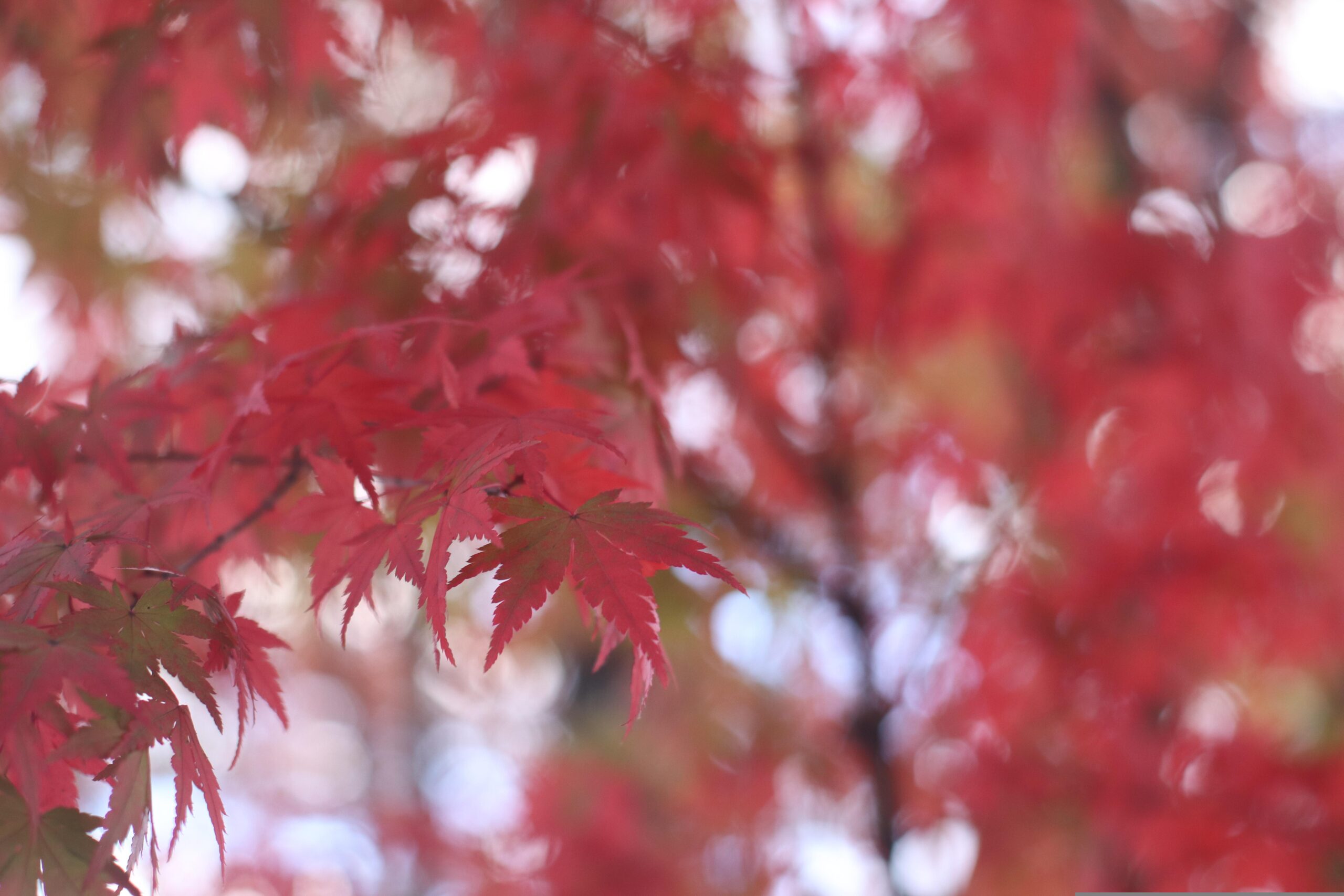 Where the Pacific Breathes: Discovering Kochi’s Untamed Coast