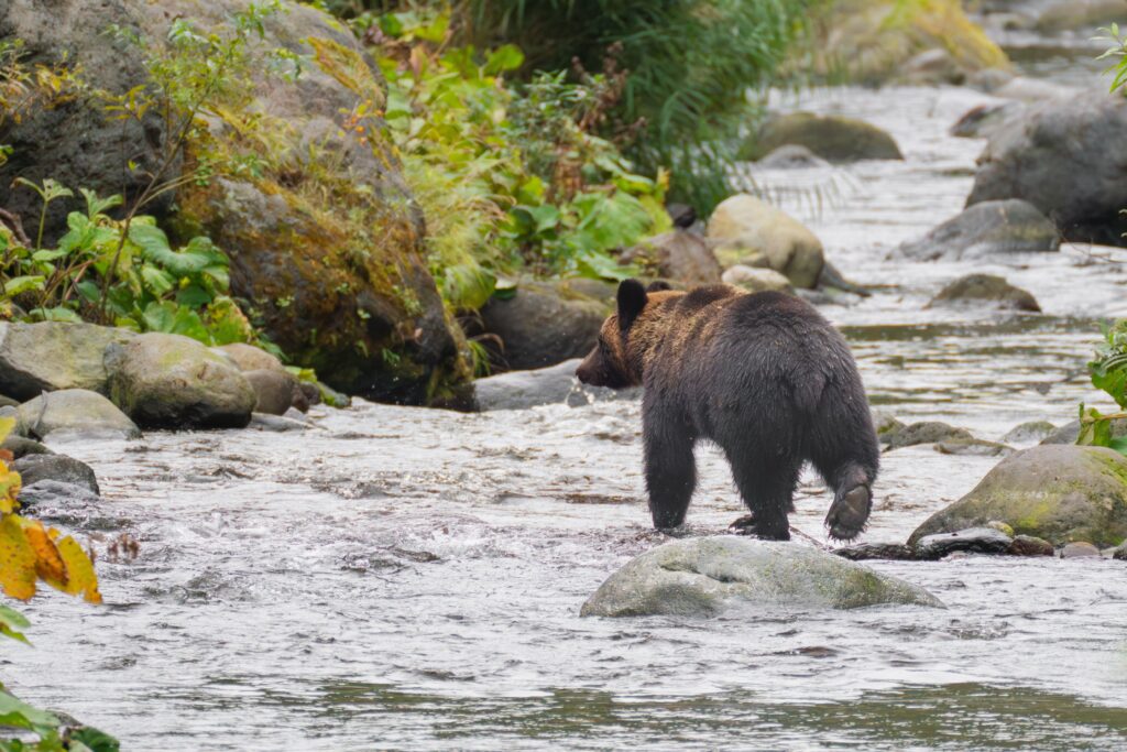 Between Mountains and Sea: Discovering the Untamed Landscapes of Tokushima Prefecture