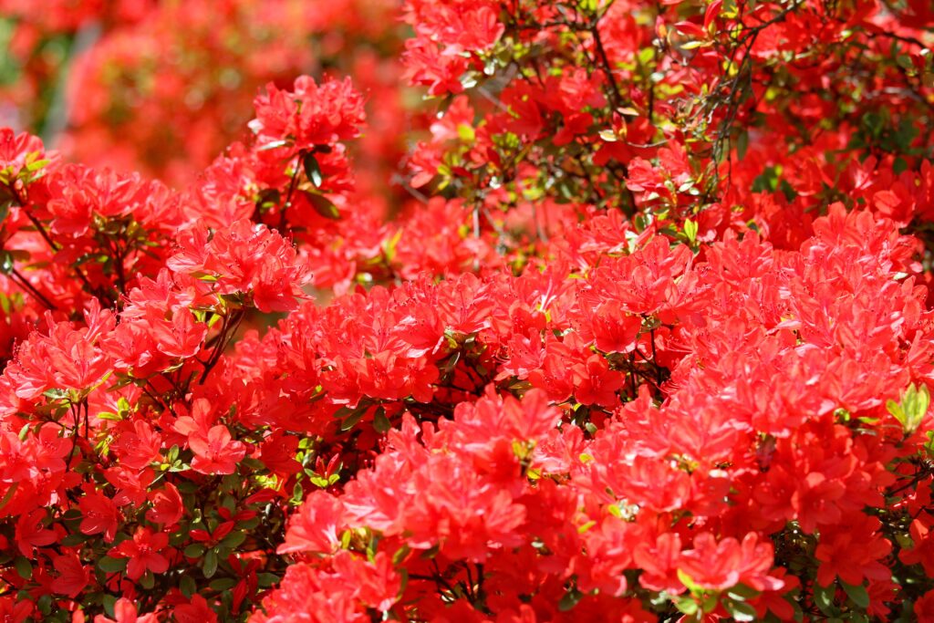 The Birthplace of Modern Japan: Yamaguchi’s Samurai Legacy