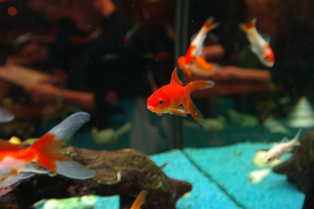 Sanuki Udon Culture: Why Kagawa Prefecture Is Japan’s Noodle Capital Sanuki Udon Culture: Why Kagawa Prefecture Is Japan’s Noodle Capital