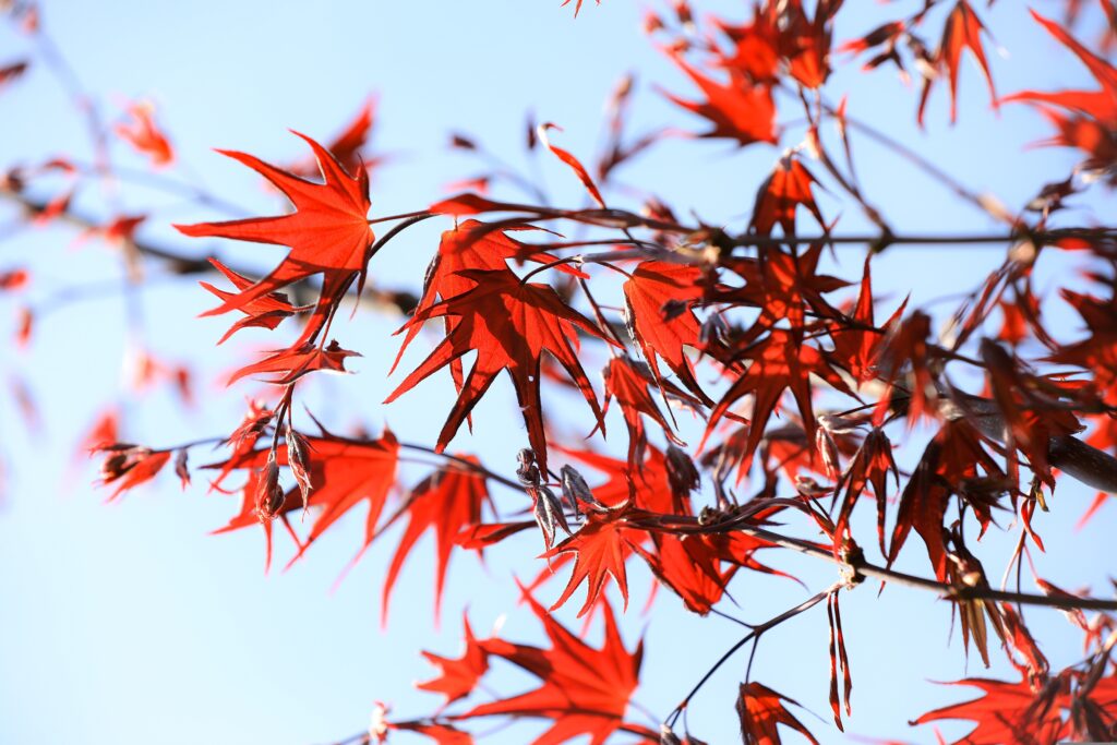 The Sensory Side of Kyoto: Sounds, Scents, and the Rhythm of the City