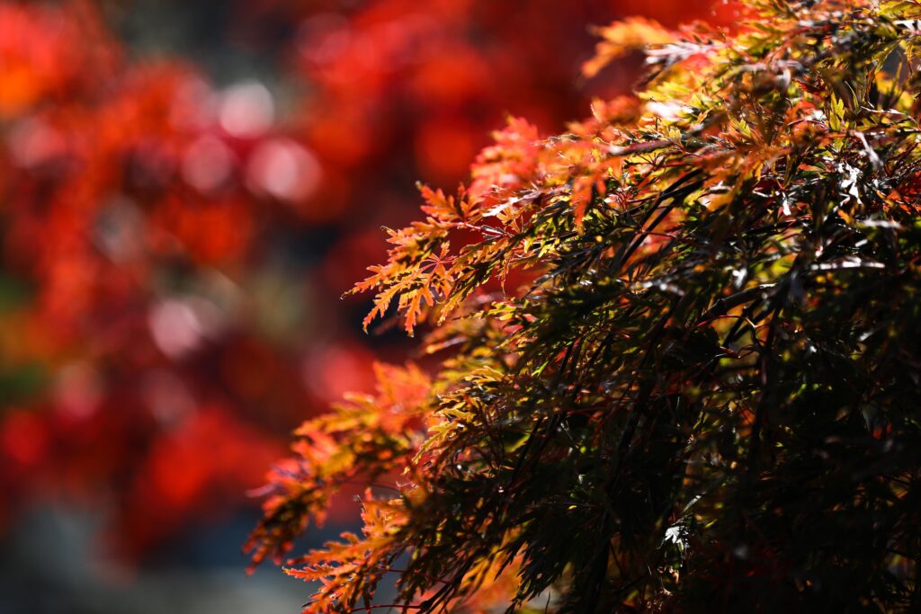 Art Islands of Kagawa Prefecture: Exploring Naoshima, Teshima, and the Seto Inland Sea