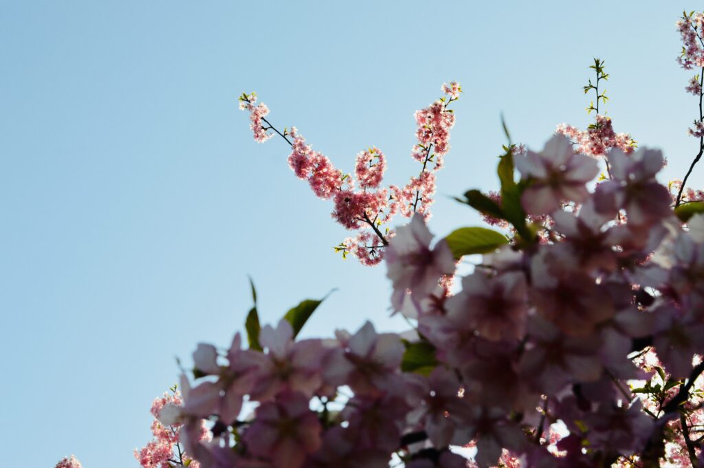 Where Japan Meets the Continent: Discovering Yamaguchi Where Japan Meets the Continent: Discovering Yamaguchi