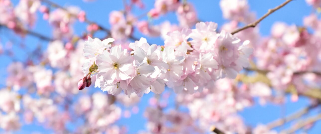 Slow Travel in Kochi: Finding Space in Japan’s Last Frontier