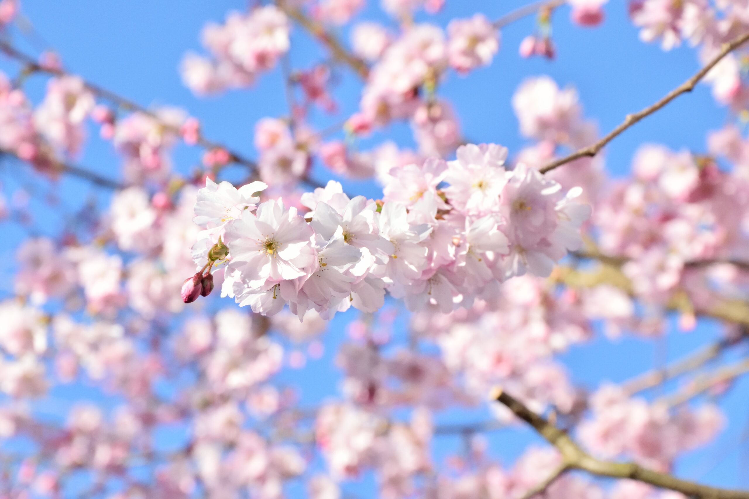 Slow Travel in Kochi: Finding Space in Japan’s Last Frontier