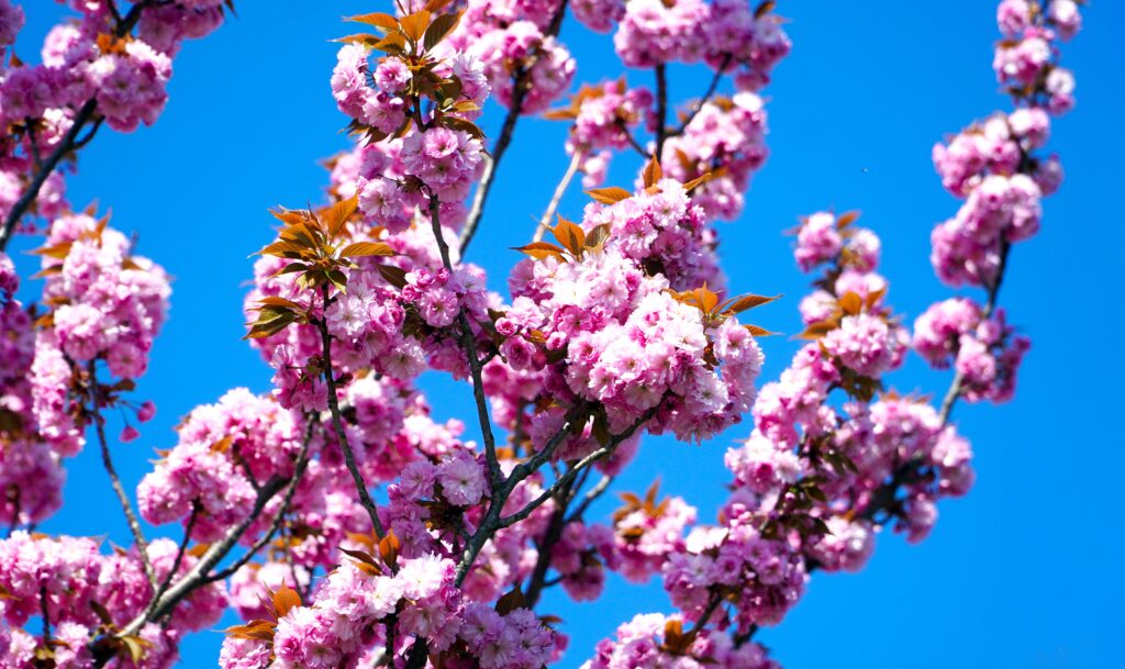 Where Spring Turns Pink: 10 Cherry Blossom Destinations in Kansai