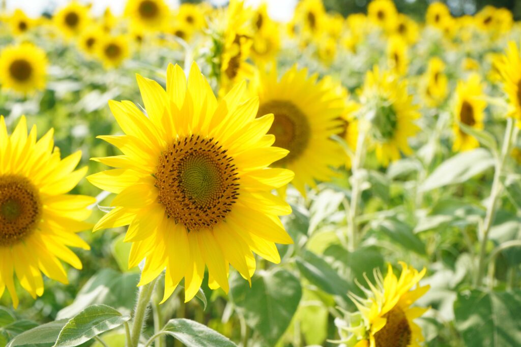 Top 10 Reasons Okayama Is the Smart Alternative to Kyoto