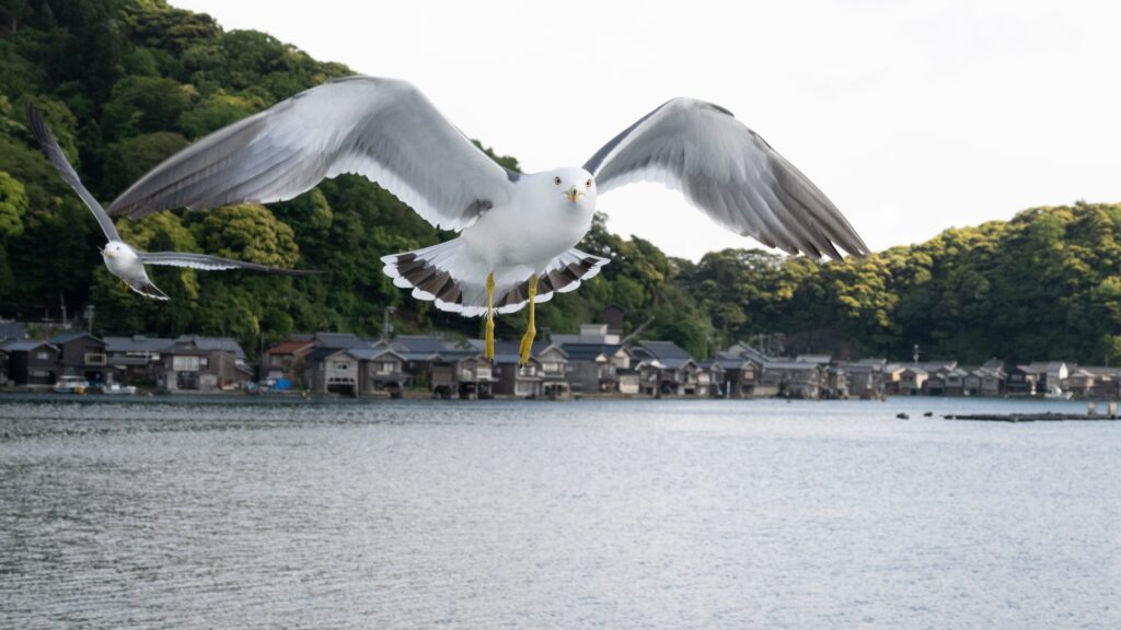 Exploring Shimane’s Hidden Coastlines and Quiet Landscapes