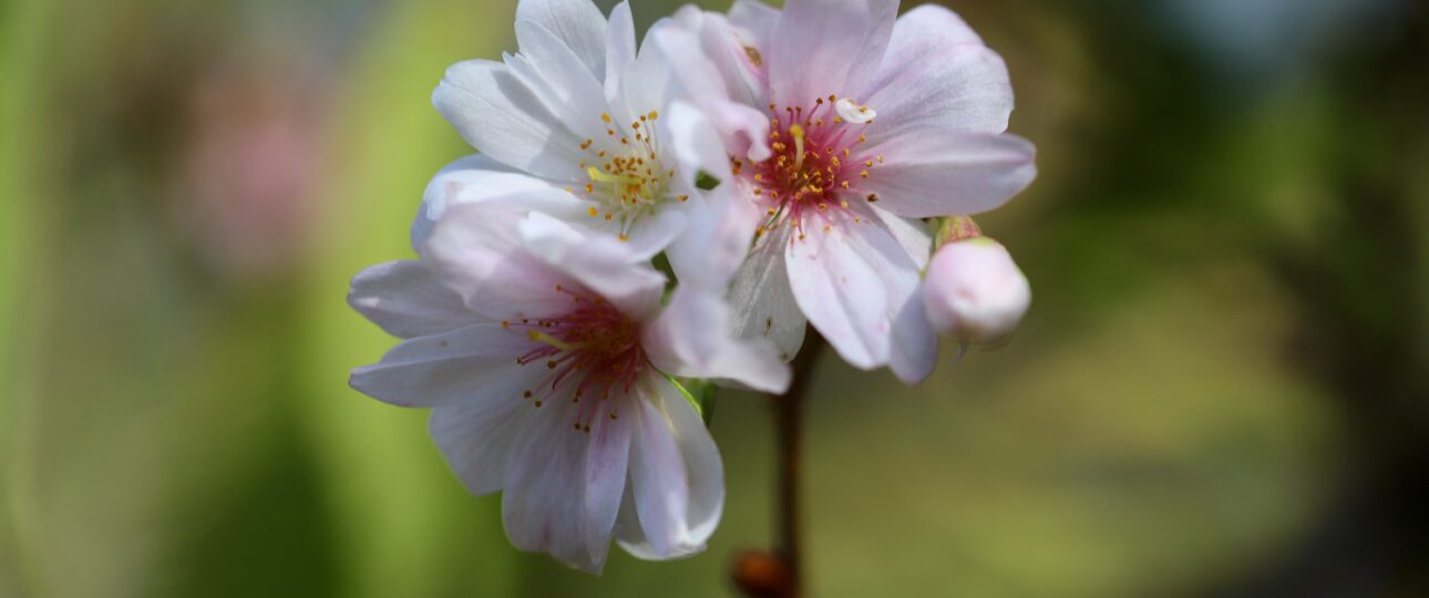 Cherry Blossom 7 Day Japan Itinerary (2026 Seasonal Budget Guide)