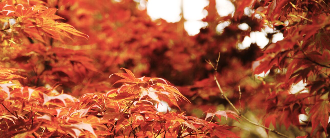 Takamatsu City Guide: Architecture, Cafés, and Everyday Life in Kagawa Prefecture