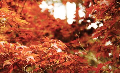 Takamatsu City Guide: Architecture, Cafés, and Everyday Life in Kagawa Prefecture