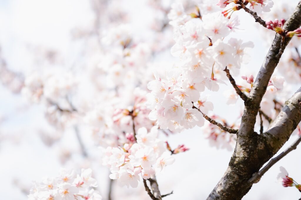 Top 10 Things to Do in Kagawa Prefecture: Art, Food, and Island Escapes Top 10 Things to Do in Kagawa Prefecture: Art, Food, and Island Escapes