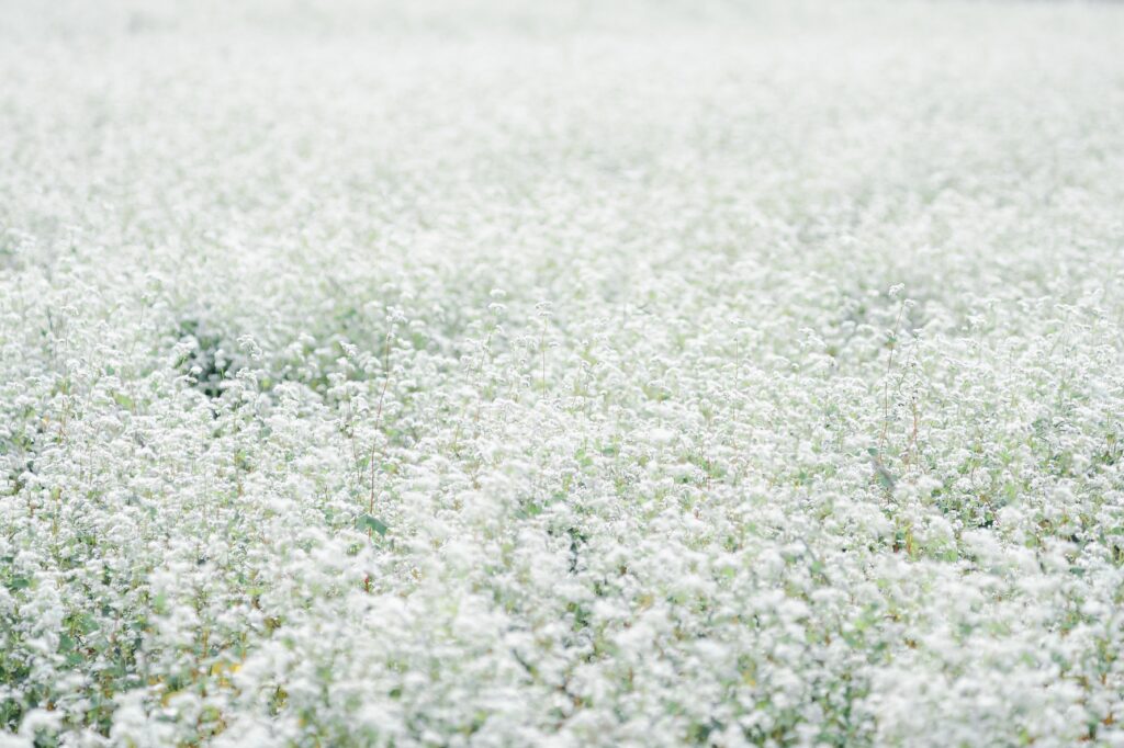 Top 10 Slow Travel Experiences in Nara Prefecture