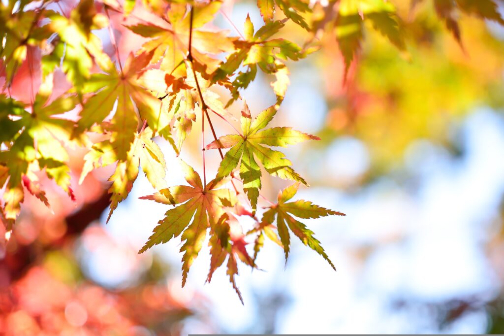 Osaka, Japan: A City Where Food, History, and Everyday Joy Come Together