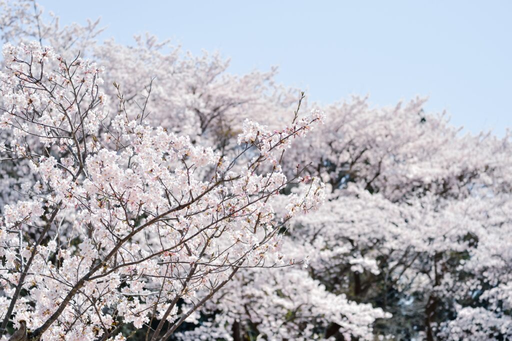 A Journey Through Shimane’s Sacred Shrines and Traditions