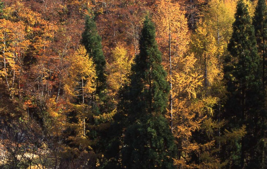 Walking with Pilgrims: Life Along the Kumano Kodo Walking with Pilgrims: Life Along the Kumano Kodo