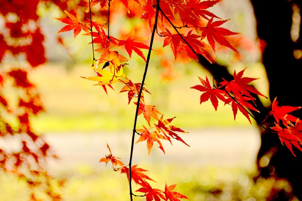 Sacred Stillness: Time, Ritual, and Silence on Mount Koya Sacred Stillness: Time, Ritual, and Silence on Mount Koya