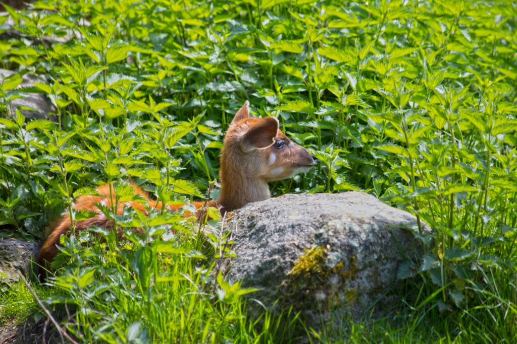 Where to Experience Hinamatsuri in Japan: Best Places to See Doll Displays