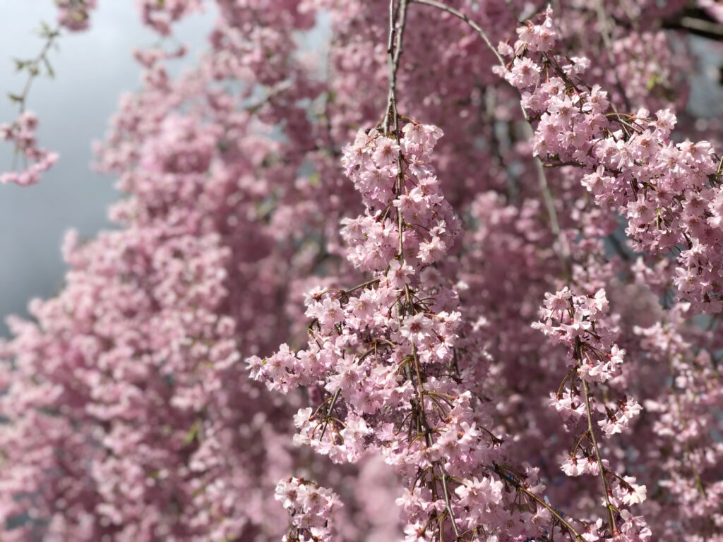 The Spirit of Sakamoto Ryoma: Kochi and the Making of Modern Japan The Spirit of Sakamoto Ryoma: Kochi and the Making of Modern Japan