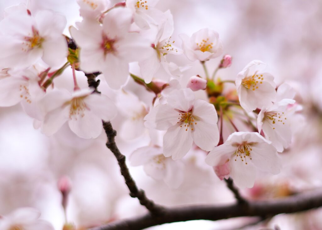 10 Best Things to Do in Yamaguchi: Japan’s Hidden Western Gem