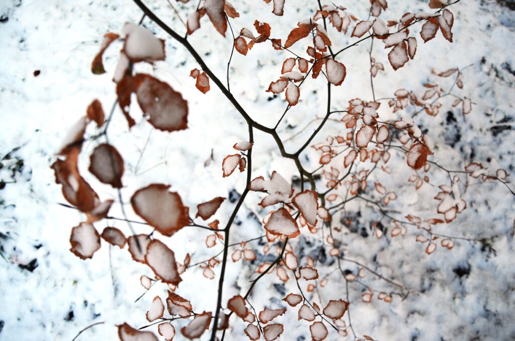 Where Spring Turns Pink: 10 Cherry Blossom Destinations in Kansai