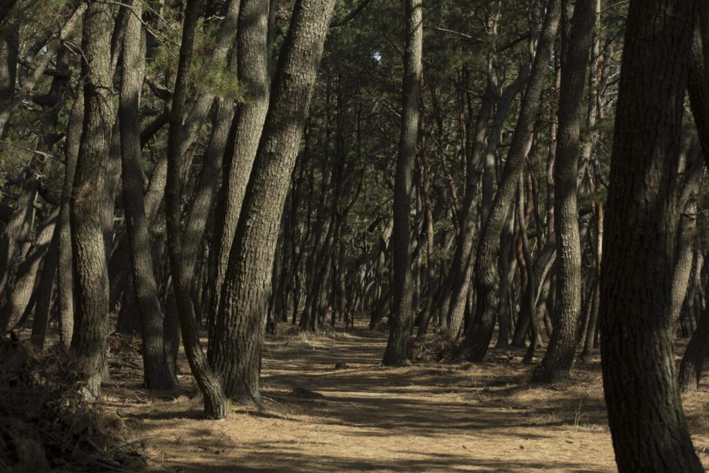 Exploring Shimane’s Hidden Coastlines and Quiet Landscapes
