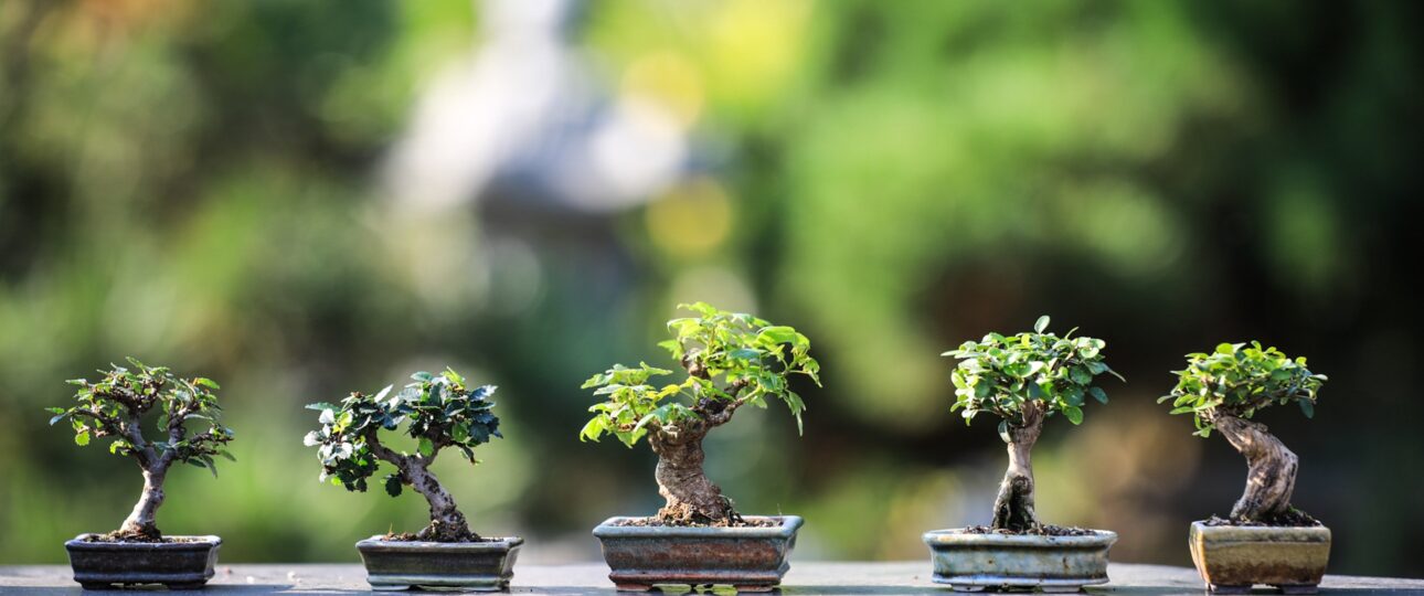 7-Day Japan Cultural immersion tour : Japan Bonsai & Cultural Immersion Tour 7-Day Japan Cultural immersion tour : Japan Bonsai & Cultural Immersion Tour